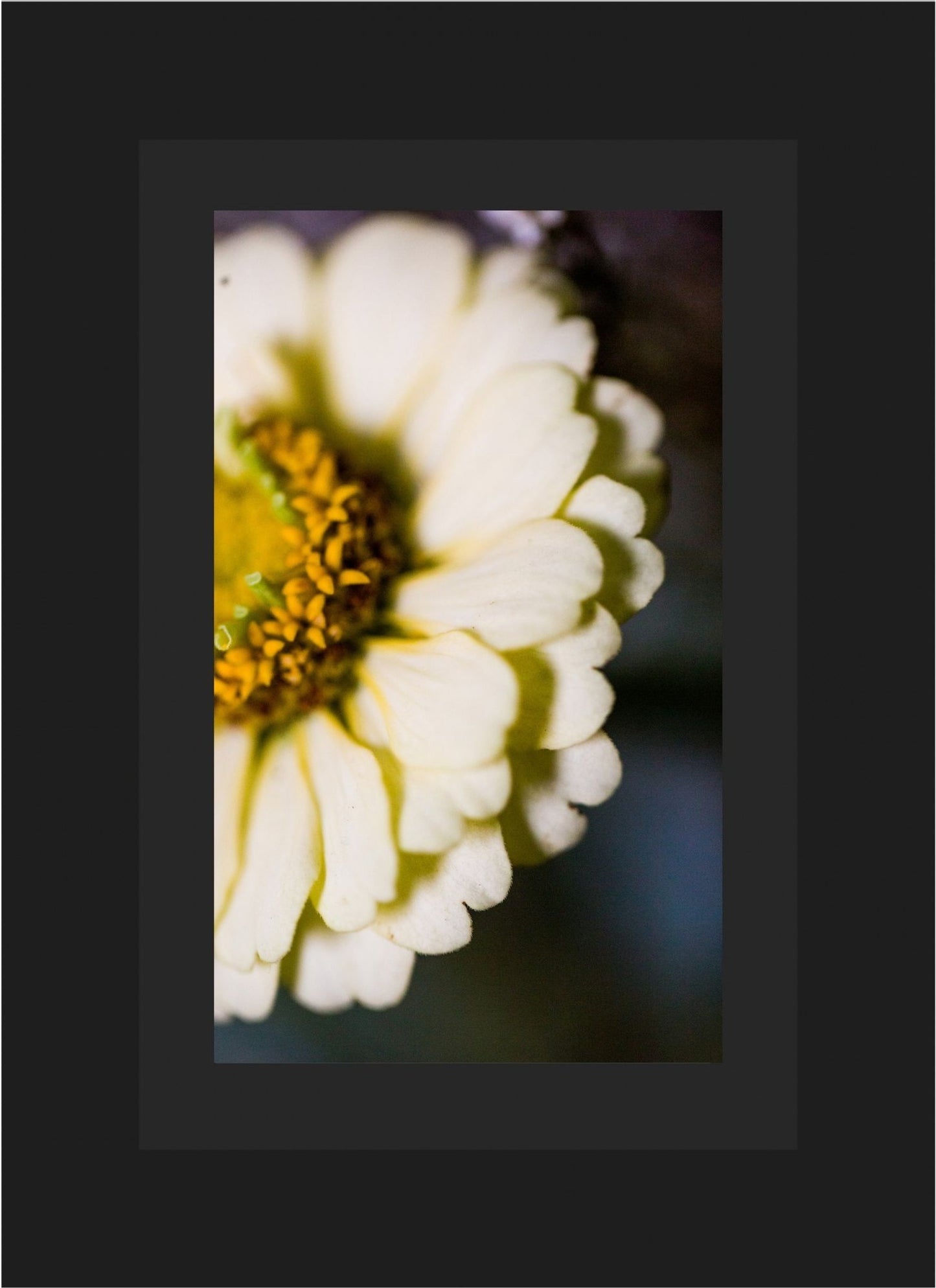 Daisy
