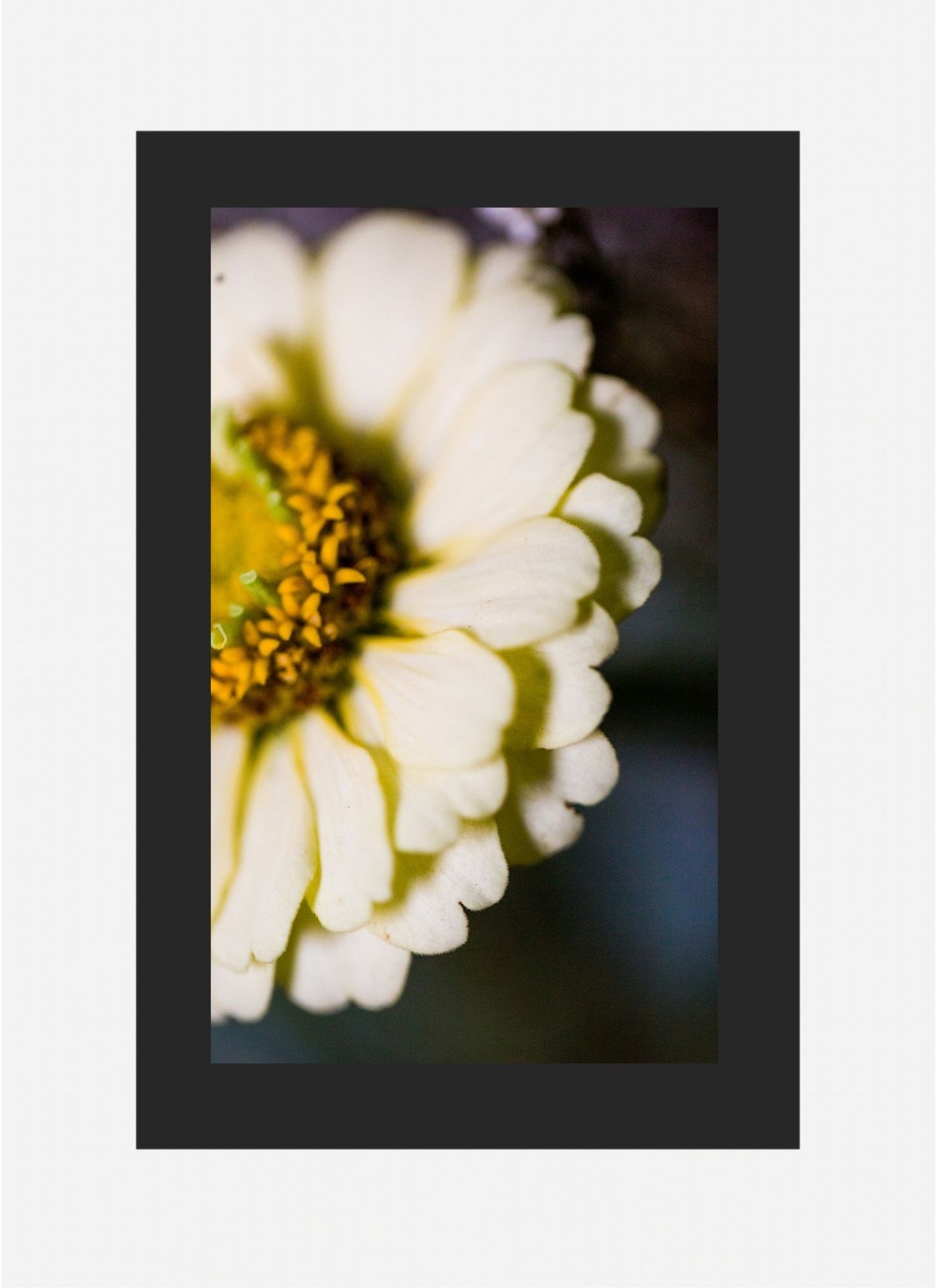Daisy