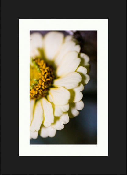 Daisy