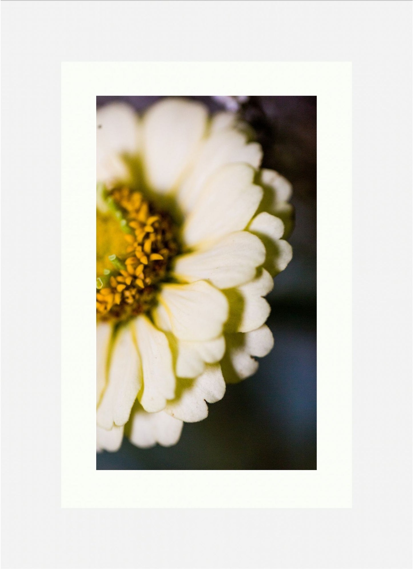 Daisy