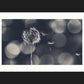 Wish