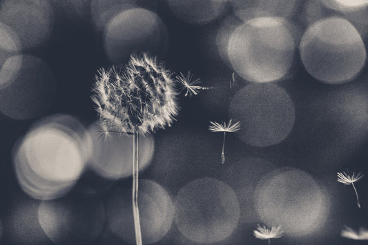 Wish