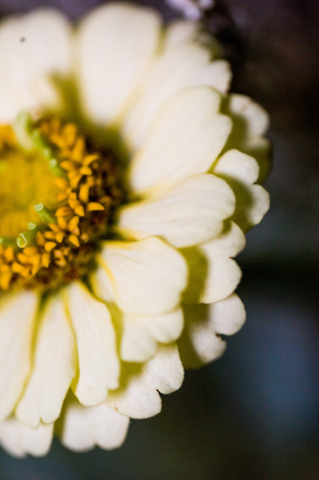 Daisy